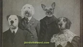 dressed up dogs in suits