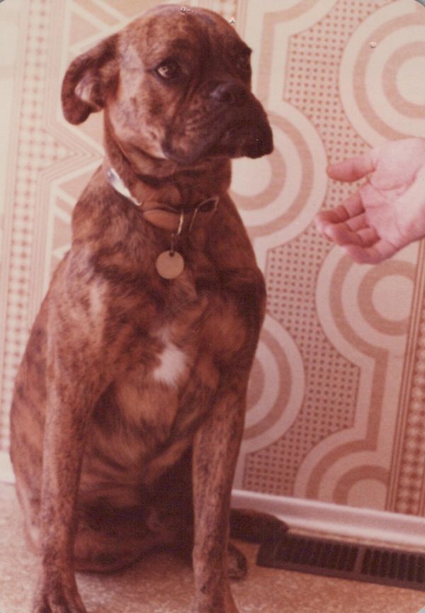Brindle dog with a collar sitting indoors next to a hand.