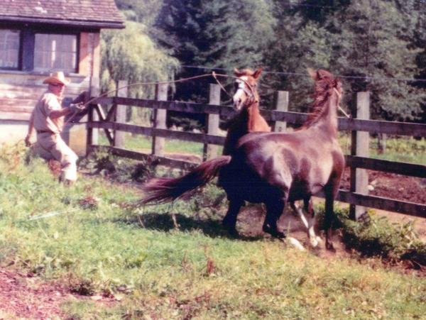 Man in cowboy hat training two horses near a wooden fence on a farm.