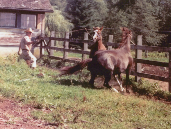 Man training two horses near a wooden fence in a rural setting.