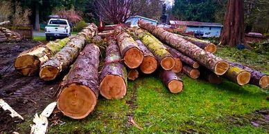 Tree Service Everett WA