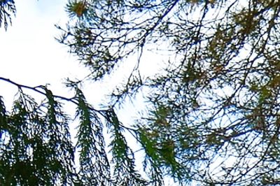 Tree Services in Everett WA