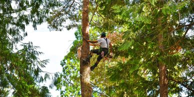 Tree Service Everett WA