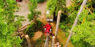 Tree Service Everett WA