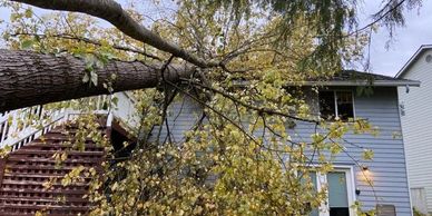 Tree Service Everett WA