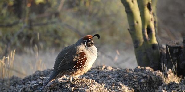 I caught this fat little quail sunning himself (or herself)  in the Boulders of North Scottsdale.