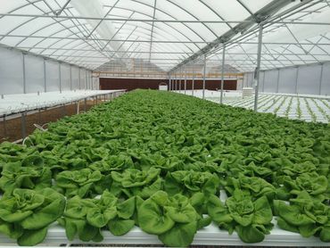 Hydroponic lettuce growing in a large greenhouse.