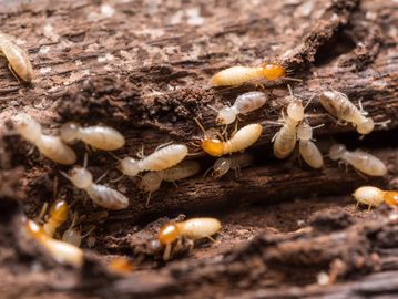 Close up image of so many white color ant on wooden shelf