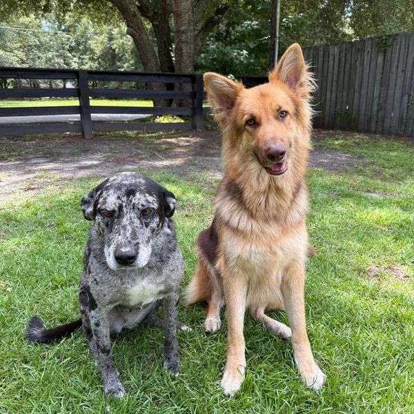 Two dogs sitting on grass in a backyard with trees and a fence.