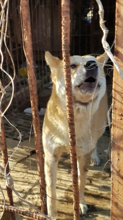 The misery of the dog and cat meat trade