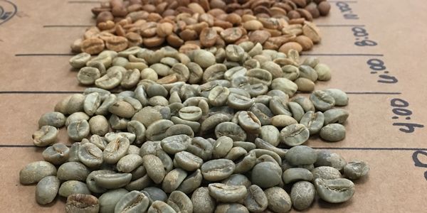 A picture of a color gradient of coffee beans going from greenish grey to dark brown