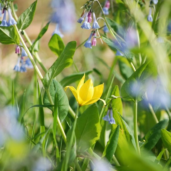 Wild tulip, grows only along the Perkiomen Creek, Montgomery County, PA