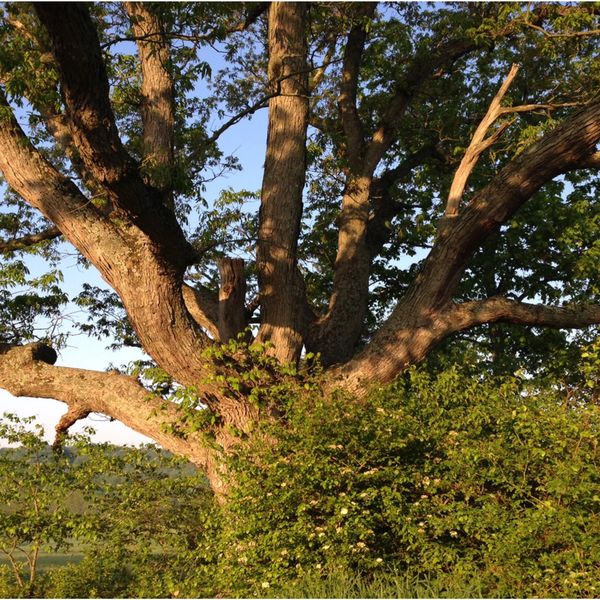 Old White Oak Tree, Upper Salford