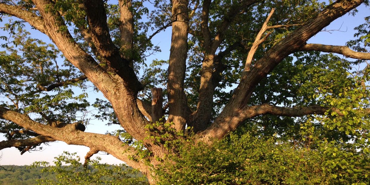 Old White Oak Tree, Upper Salford
