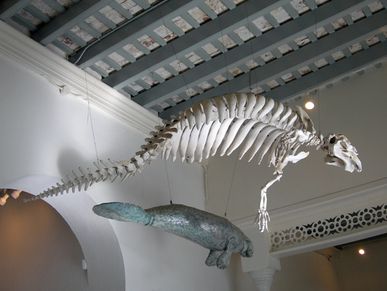Manatee skeleton and model