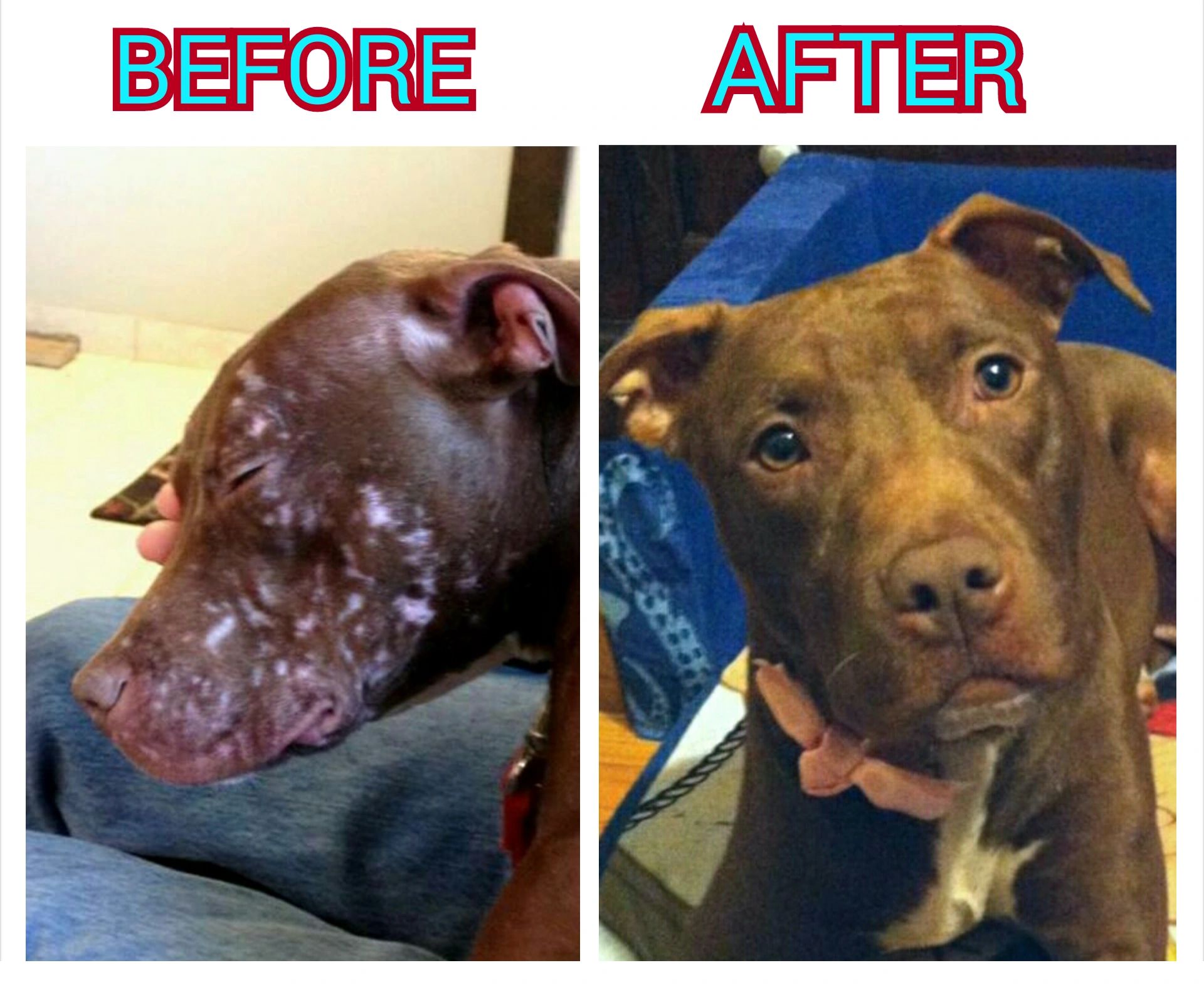 Rosie the Bait Dog before and after