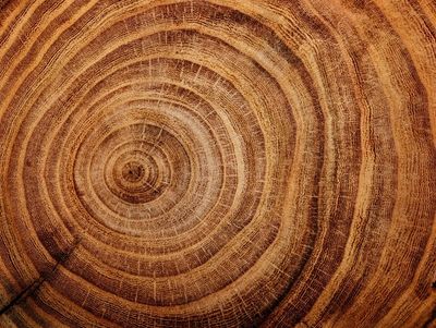 Close-up of tree rings showing age and growth patterns.
