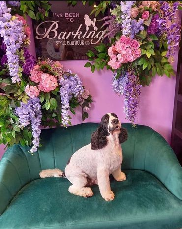 Cocker spaniel dog groomers Lisburn northern ireland
Full groom style and de shed