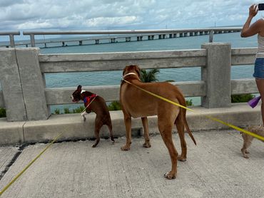 Ridgeback Boston terrier