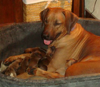 Vasi all snuggled up with a beautiful litter of pups.