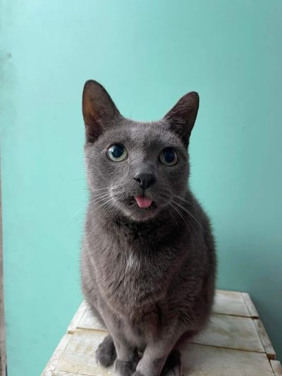 Gray cat sticking its tongue out.