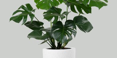 Cheese plant in a pot.