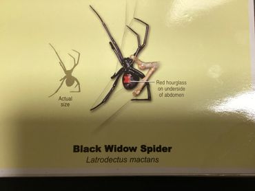 Illustration of a Black Widow spider with red hourglass mark on its abdomen.