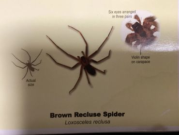Brown recluse spider with six eyes and violin-shaped mark on carapace.