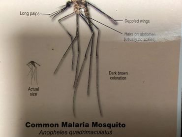 Close-up of the common malaria mosquito with labeled features and actual size.