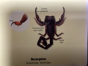 Labeled diagram of a scorpion showing its sting, clawed pedipalps, and prosomal eyes.