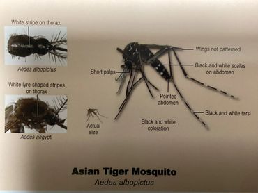 Annotated diagram of Asian Tiger Mosquito with distinguishing features.