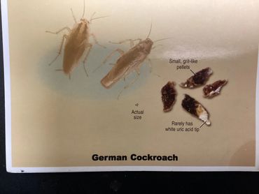 German cockroach and its small grit-like pellets, showing actual size and white uric acid tip.