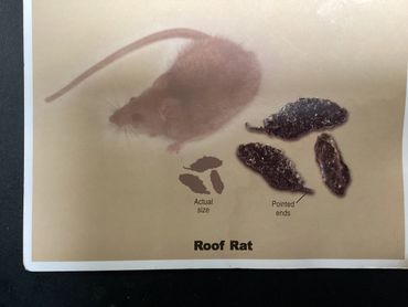 Image showing a roof rat, its droppings with pointed ends, and actual size comparison.