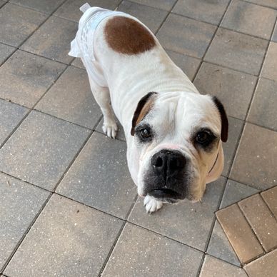 Roussey, American Bulldog