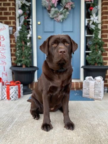 sabine our chocolate labrador