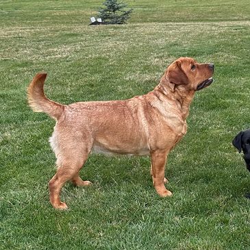 rey rey our fox red labrador and ashoka our black lab