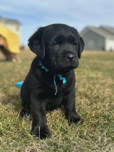 sweetest baby our lab puppy ashoka!