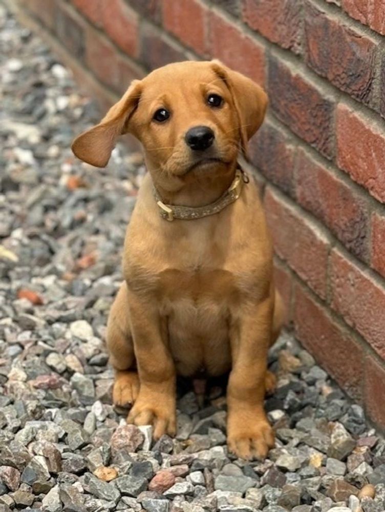 Axel/Amber 2024 Litter