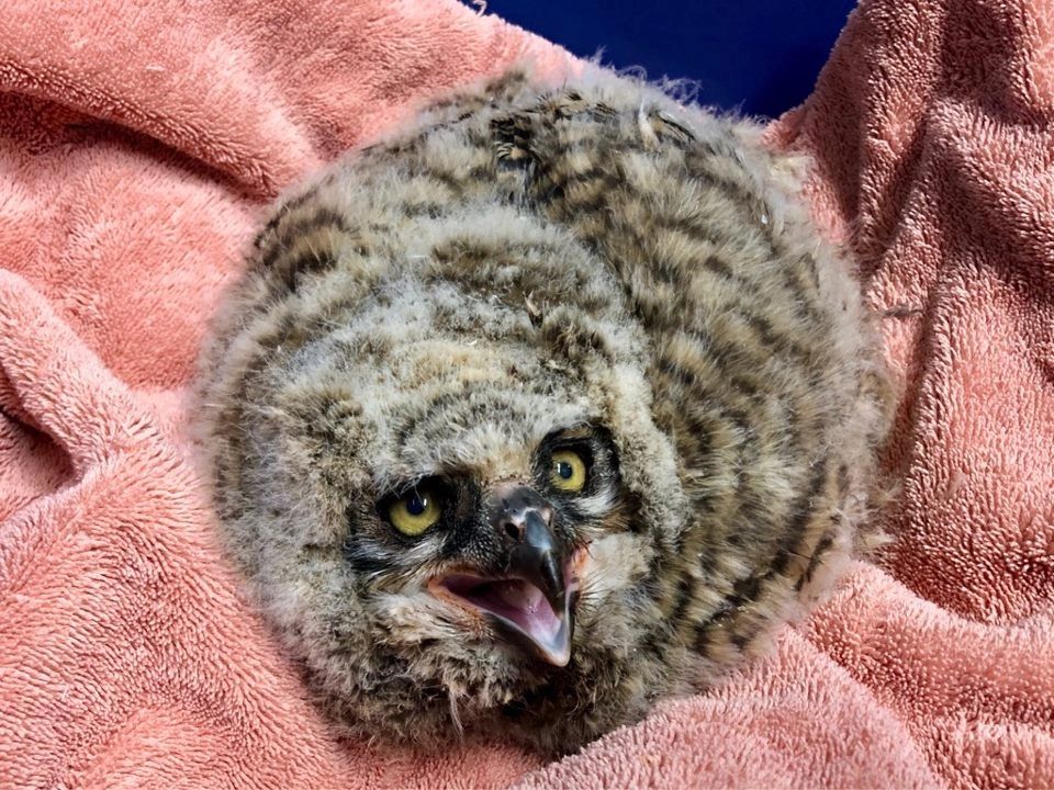 Baby Great Horned owl.