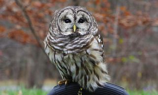 Bobbles is a Barred owl