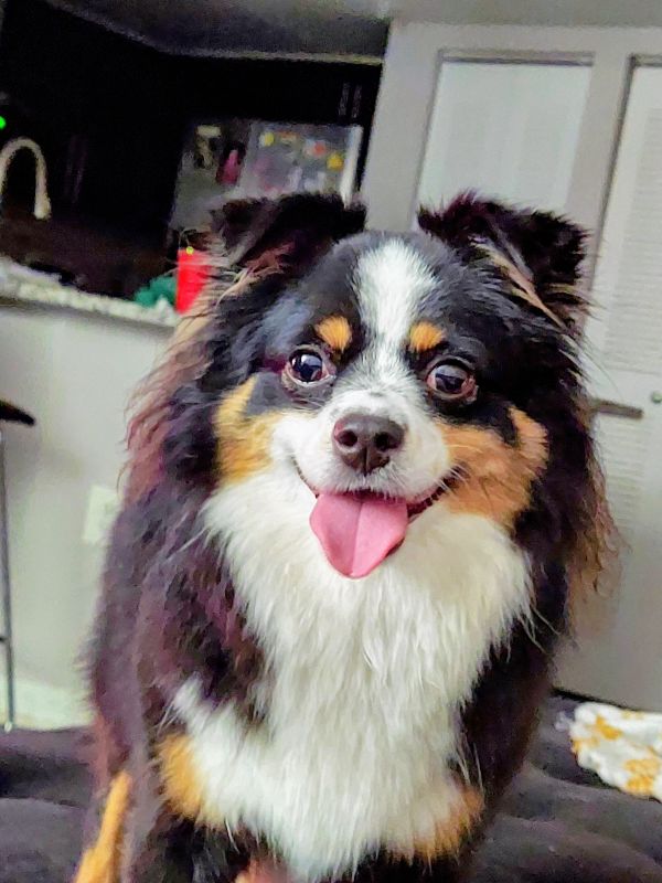 Happy dog with tongue out indoors.