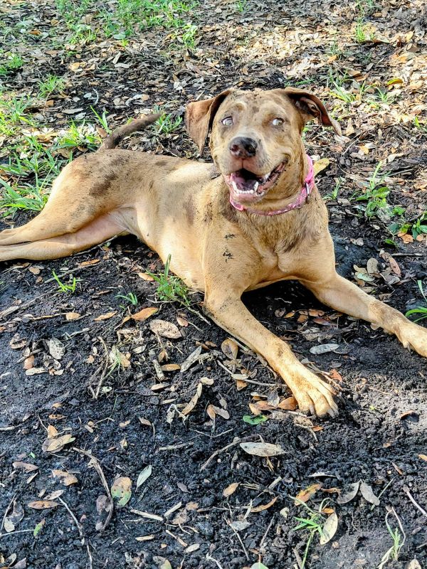 Happy dog lying on the ground outdoors.