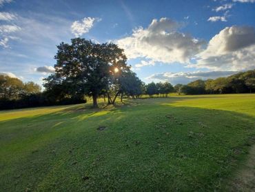 Sun shining through trees in a grassy park.