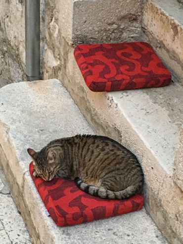 Cats are everywhere in Croatia, well fed and happy.