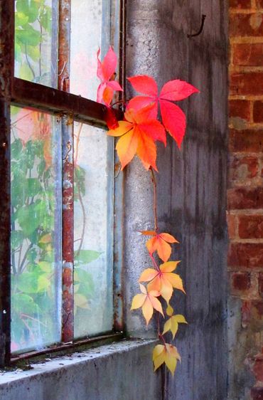 "Virginia Creeper" I found this in an old warehouse.  Autumn colors, rusty window and red bricks.