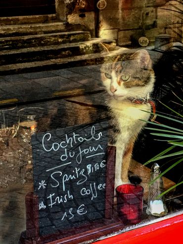 "Cat and Cocktails" At a Paris bistro, the perfect pairing.