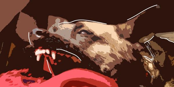 Controlled Aggression Podcast by Jerry Bradshaw, Police K9 Training