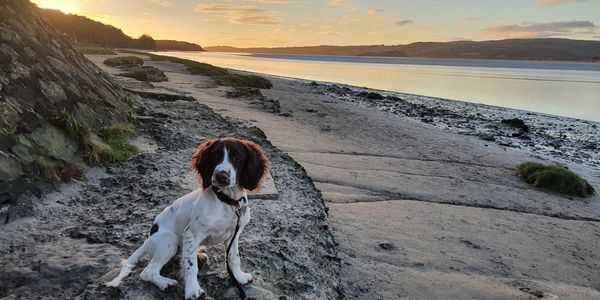 Lara's dog, Willow, pictured on the beach at sunset