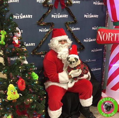 Trixie the Pug for PetSmart