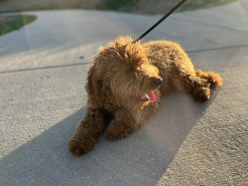 A brown fluffy dog lying on pavement with tongue out.